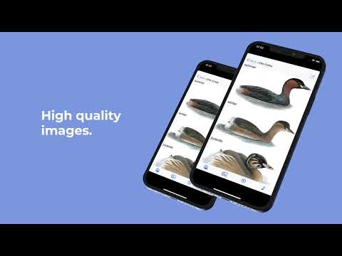 eGuide to British Birds Video