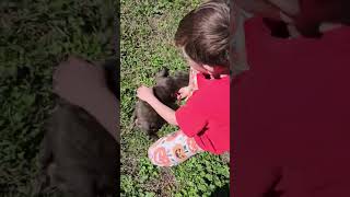 Video preview image #1 Boston Huahua Puppy For Sale in Wakefield, RI, USA