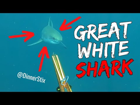 @dinnerstix and his GREAT WHITE SHARK encounter