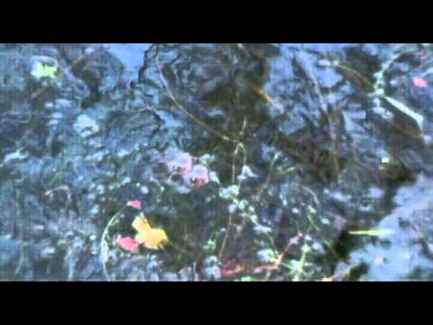 AMPHIBIAN EXAM: FERTILIZATION IN FROGS.avi