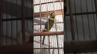 Download lagu burung tangkur api cetrekan mp3 Download lagu burung tangkur api cetrekan mp3