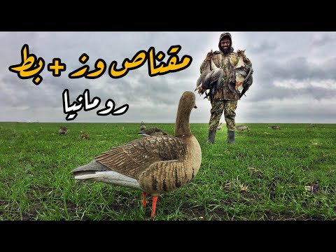 رحلة مقناص بط و وز في رومانيا 🇹🇩 - احمد مُندي  duck and goose hunting in romania - Ahmed Mundi