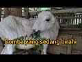Ciri Domba Betina Yang Sedang Birahi