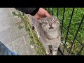 The Gray Cat Runs Straight To Me When It Sees Me Because It Is Very Hungry