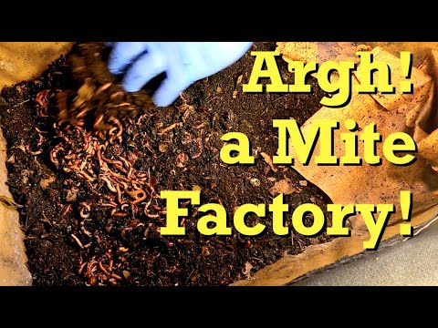 Losing the fight against mites? - worm farm vermicomposting