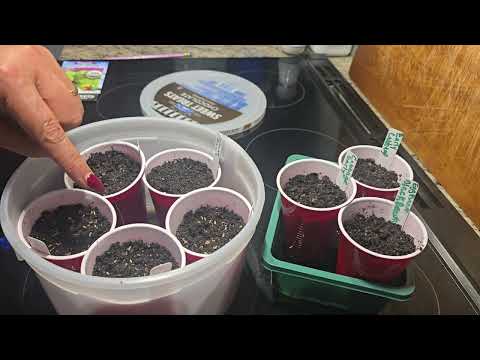 I turned a ice cream bucket into a mini greenhouse to start seeds