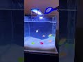 Glo Fish