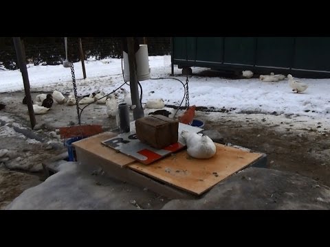 Hypothermia Update -27.9°C Bath Tub Covered Egg Production Increasing #32 Breeding Ducks