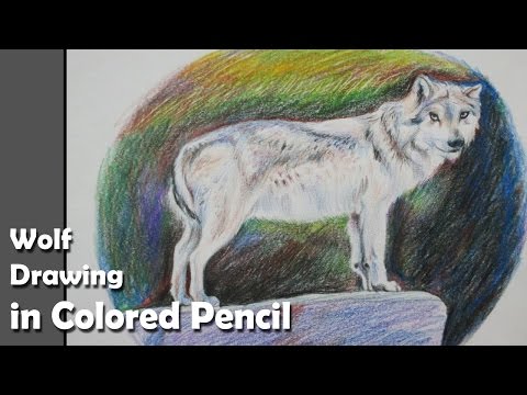 How to Draw A Wolf step by step in Colored Pencil
