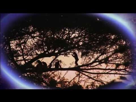 NOVA scienceNOW : 58 - Origins Of Life, Birth Of Solar System, Lice And Hairless Ape, Andre Fenton