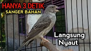 Download lagu Pancingan burung sanger agar bunyi Cepat Ngerol 100% Ampuh. mp3 Download lagu Pancingan burung sanger agar bunyi Cepat Ngerol 100% Ampuh. mp3