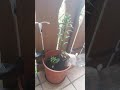 Lilie weiß Update