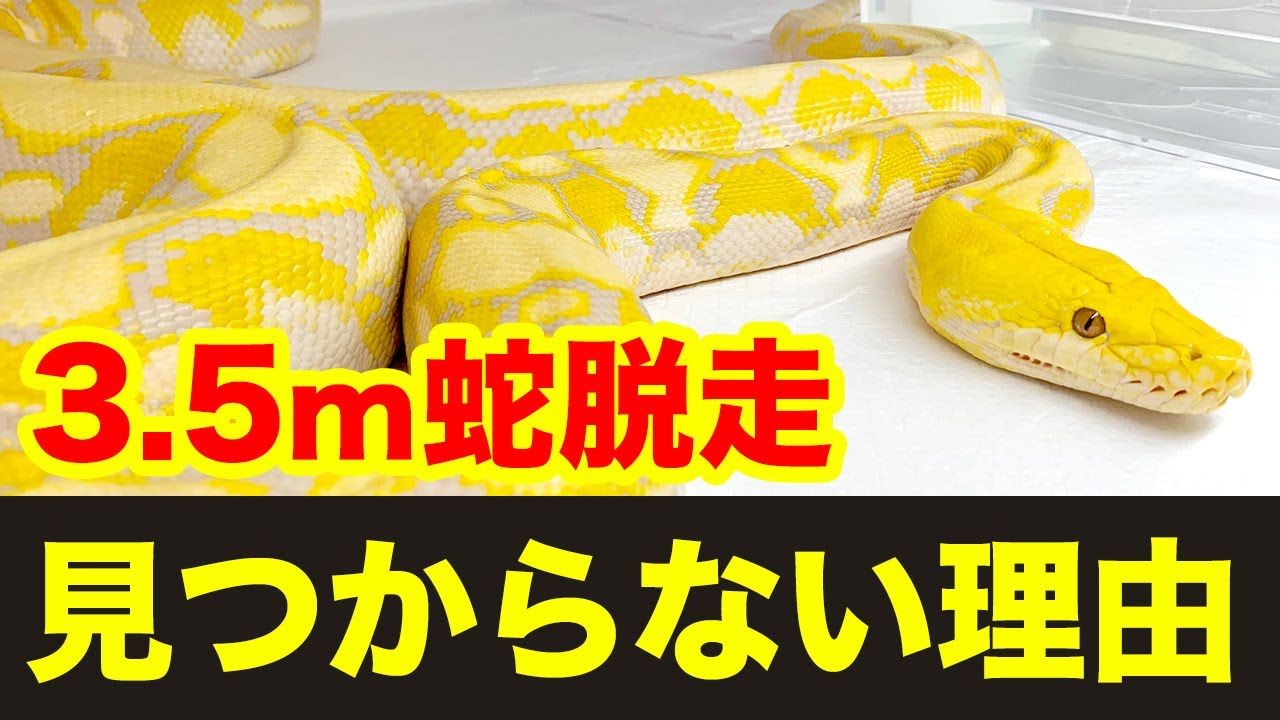 横浜市で脱走した3.5mのニシキヘビが見つからない理由が衝撃的