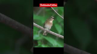 Download lagu tledekan laut betina #burungmerdu #burung #burungkicaudialamliar #kicaumania #tledekan mp3