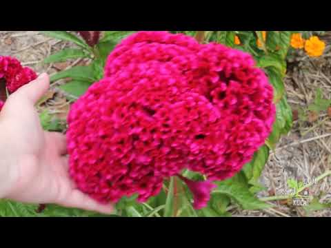 PREDIVNA CELOSIA (PIJETLOVA KRIJESTA)