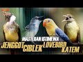 KAPAS TEMBAK GACOR CIBLEK CUCAK JENGGOT LOVEBIRD
