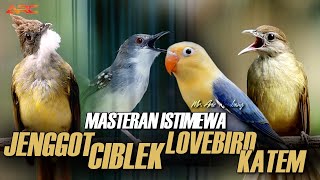 Download lagu KAPAS TEMBAK GACOR -  CIBLEK - CUCAK JENGGOT - LOVEBIRD mp3 Download lagu KAPAS TEMBAK GACOR -  CIBLEK - CUCAK JENGGOT - LOVEBIRD mp3
