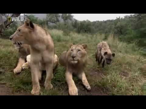 Documentaries discovery channel animals   live with lion and hyena   animal planet documentary