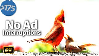 TV for Cats 😻 Uninterrupted 8 Hours of Birds 🐦 Squirrels 🐿 High Contrast White Background @LensMyth