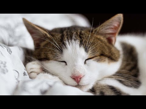 Sounds of Rain that Cats Love 🐈  Music that gives comfort to cats