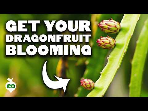 How to Grow Dragonfruit Part 3: Inducing Flowering