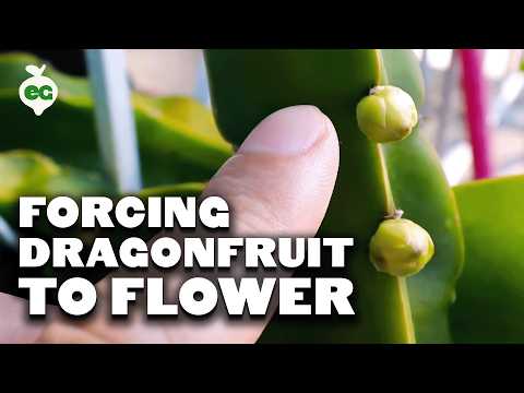How to Grow Dragon Fruit Part 1 Soil Sun Water Containers and Fertilizing