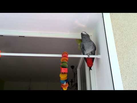 NICO DER ATTENTÄTER. .pennt ein