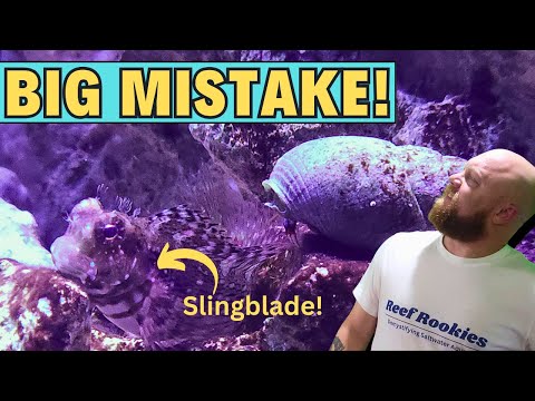 When to add clean up crew to Saltwater Tank in 2024!