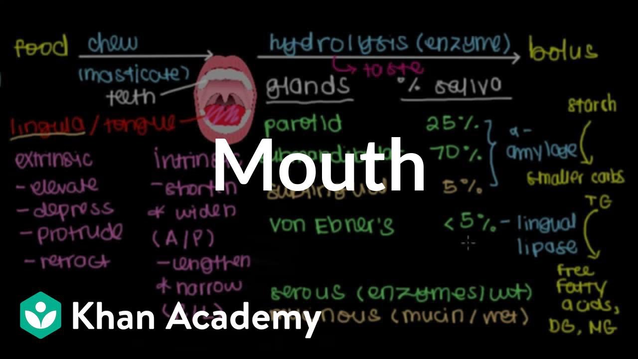 Mouth | Gastrointestinal system physiology | NCLEX-RN | Khan Academy