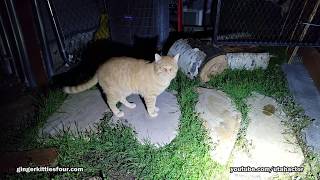 Cats Exploring Around Catio Yard
