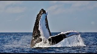 preview picture of video 'Baleia Jubarte Brasil. Humpback Whale. ABROLHOS BRASIL. Ballena Jorobada'