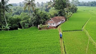 Download lagu SUNGGUH INDAH! Pemandangan Alam Tasikmalaya, Udaranya Sejuk Banget, Bikin Betah Tinggal Di Desa mp3