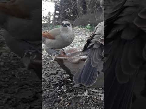 Birdday 118 Tordo musico renegrido 1608 25