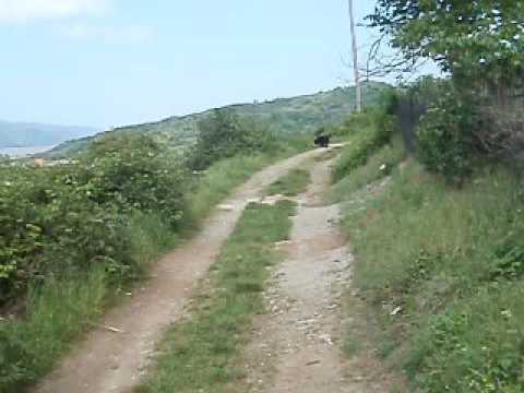 Berzasca. Clisura Dunari. ROMANIA.