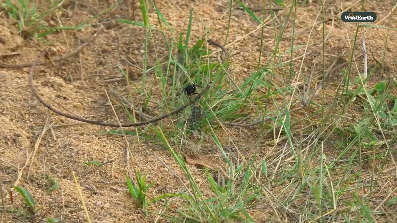 Wild. wonderful. And just a little wicked.