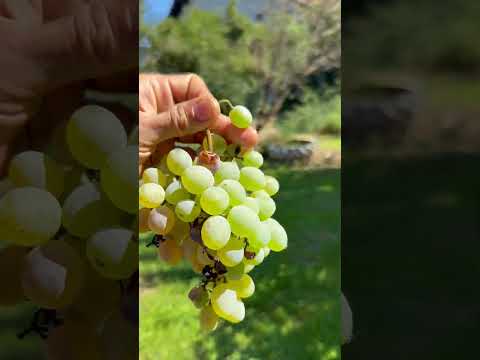 #miryendatayo #cover #coversong europeboy