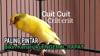 Download lagu Masteran Kenari gacor Muda belajar NATA LAGU, paling Pandai utk pancingan kenari paud belajar bunyi, mp3