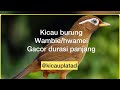 Wambi Gacor Durasi Panjang Suara Masteran Hwamei Wambi Masteran Wambi Kicau Plat AD