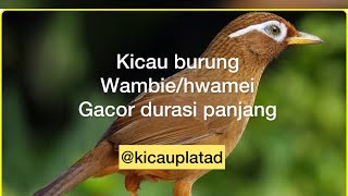 Download lagu Wambi gacor durasi panjang || suara masteran hwamei || wambi masteran || wambi @Kicau Plat AD mp3 Download lagu Wambi gacor durasi panjang || suara masteran hwamei || wambi masteran || wambi @Kicau Plat AD mp3