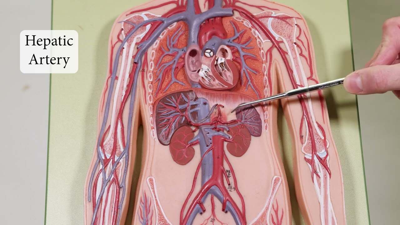Blood Vessels in Flat Man Model -Updated