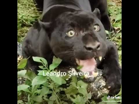 Black Jaguar with a Caiman kill😱😳❤