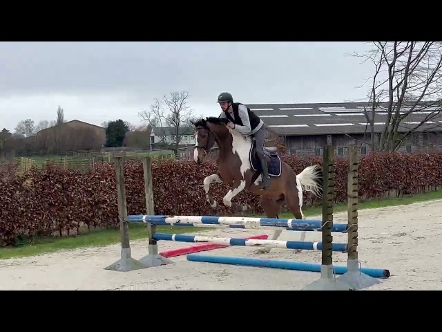 Jolie jument kwpn 11 ans +- 1m68