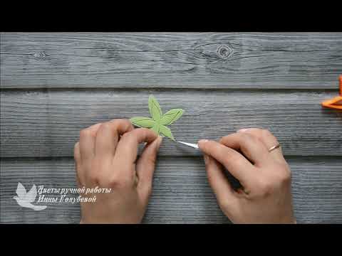 Роза Синдерелла Часть 2