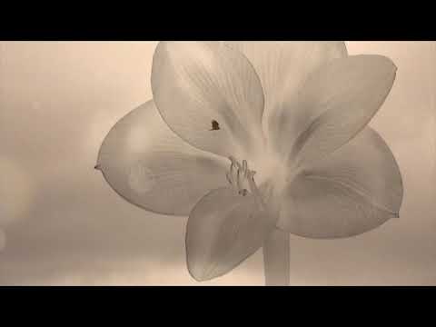 Sorriso de flor (Video clip oficial)-Rafael Pondé
