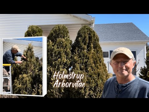 How To Prune Arborvitaes Below The Roof Line