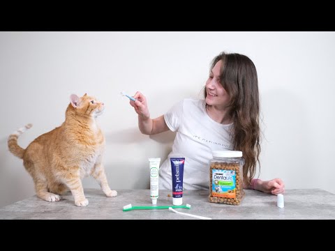 Top 6 Best Cat Dental Products (We Tried Them All)