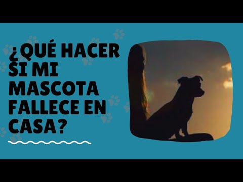¿Qué hacer si fallece mi mascota en casa? - Huellitas Adios