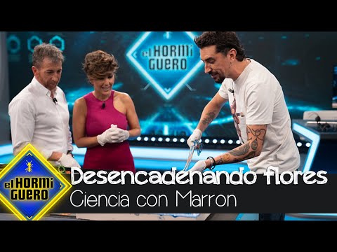 Desencadenando flores. El arte de Marron - El Hormiguero