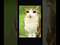 Meowl 🩵