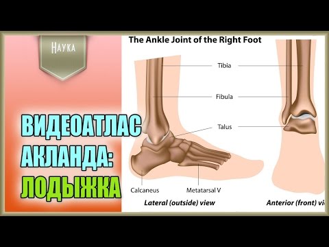 Болит спина в районе лопаток и температура Народные способы лечения грыжи поясничного отдела позвоночника
